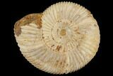 Perisphinctes Ammonite - Jurassic #100230-1